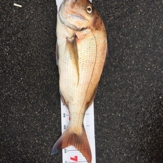 グレ釣りをしてるとこんな青ブダイや真鯛が釣れることもあります − 大阪府