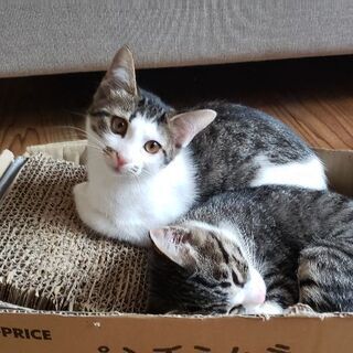 ３ヶ月メス猫里親募集中♪《８月２１日現在》
