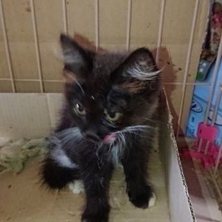ぬいぐるみのように可愛い長毛の西洋猫！
