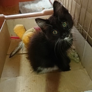 ぬいぐるみのように可愛い長毛の西洋猫！ - 東大阪市