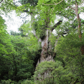 屋久島情報、募集します♪