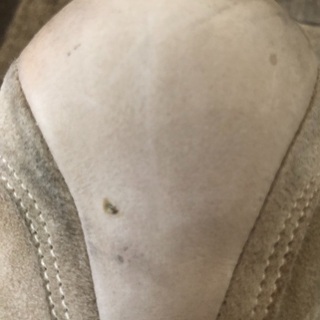 サントーニスエードスニーカーの画像