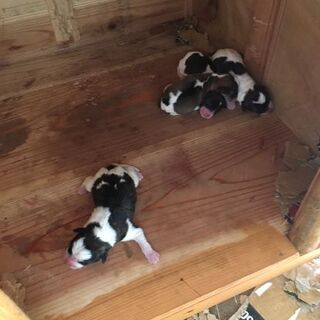産まれて間もない雑種子犬4匹です🐶 - 犬