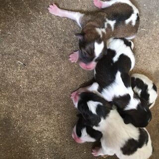 産まれて間もない雑種子犬4匹です🐶 - 唐津市