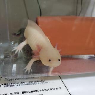 ウーパールーパー２匹