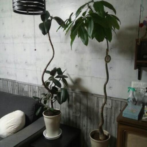 観葉植物