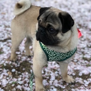 パグ譲ります