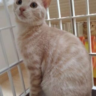 姉妹で里子に出ました！ミルクティガール、４か月齢