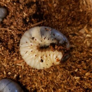 カブトムシ幼虫　3令