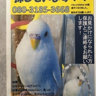 真っ白なセキセイインコ、探してます！