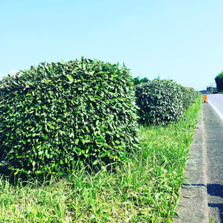道路草刈り 刈り込みの清掃