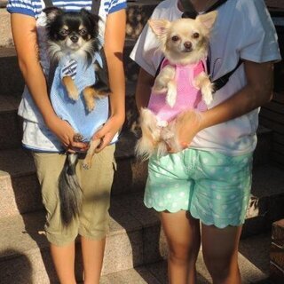 新品 レインボー Ｓサイズ ペット用品 おでかけ リュック 抱っこバッグ 犬 猫 用 キャリーバッグ リュックの画像