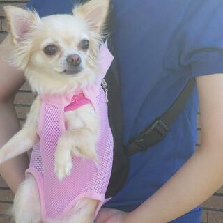 新品 レインボー Ｓサイズ ペット用品 おでかけ リュック 抱っこバッグ 犬 猫 用 キャリーバッグ リュックの画像