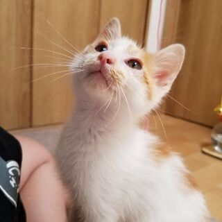 子猫の里親募集