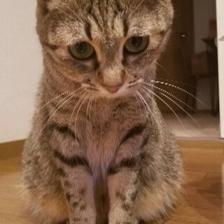 可愛いメス猫です