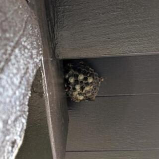 【害虫・害獣駆除】蜂の巣・ネズミ・ゴキブリ・クモなど − 東京都