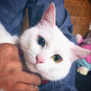 白猫オッドアイ