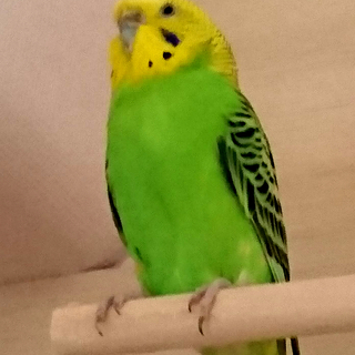 セキセイインコ見つかりました！