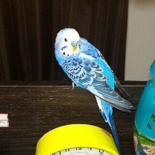 ・編集・インコ　オスとメス