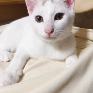 募集再開しました！ 生後3ヶ月の白猫ちゃんです