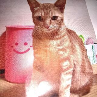 茶トラMIX仔猫男の子の里親様募集ドタキャンされた!