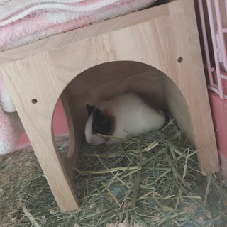 生後4ヶ月のモルモットです