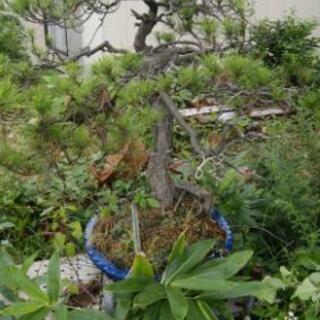 松の盆栽の画像