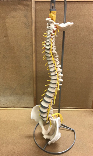 【ドイツ製 医療医学ディスプレイ】ソムソ/SOMSO 骨盤付脊柱模型 整体/接骨院/鍼灸/カイロ マッサージ