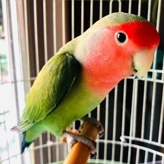 コザクラインコさんとブルーボタンインコさん