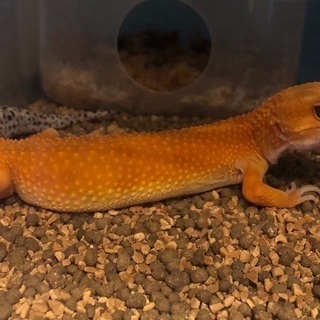 ブラッド レオパ