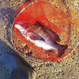 黒鯛を釣りたい人募集です - 中野区