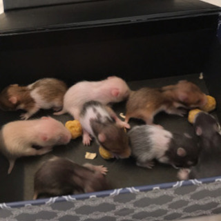 ゴールデン系 赤ちゃん ハムスター 里親募集