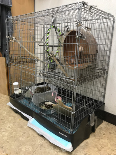 値下げ！デグー飼育セット！多頭飼いに最適！