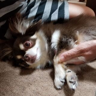 【募集一時停止致します】チワワ5歳 スコティッシュ5歳