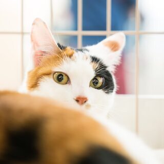 第７回　猫の譲渡会in神戸
