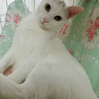 凛々しいお顔の兄妹猫ちゃん‼️