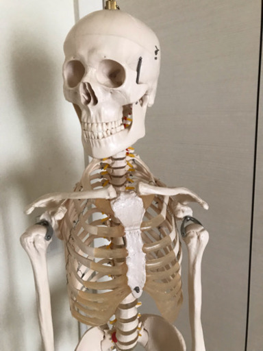 等身大人体模型