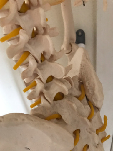 等身大人体模型