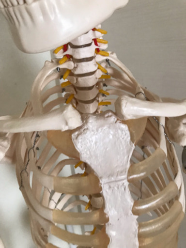 等身大人体模型