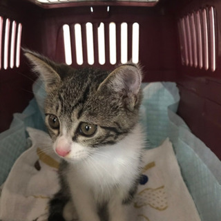 子猫里親募集 ボンネットから救出