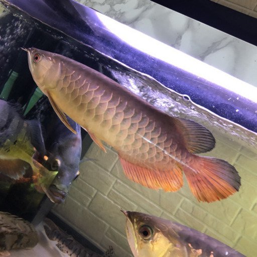 熱帯魚 