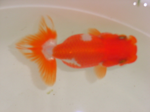 金魚さん-らんちゅう-２匹