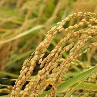 和歌山県産　平成３０年　ヒノヒカリ　玄米30kg　無料配達あり