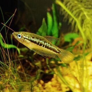 ピグミーグラミー (熱帯魚 アクアリウム 水槽 水草 小型魚 レ...