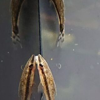 オトシンクルス (熱帯魚 アクアリウム 水草 レイアウト)の画像