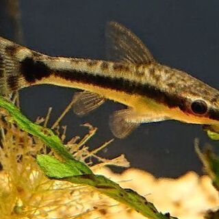 オトシンクルス (熱帯魚 アクアリウム 水草 レイアウト)の画像