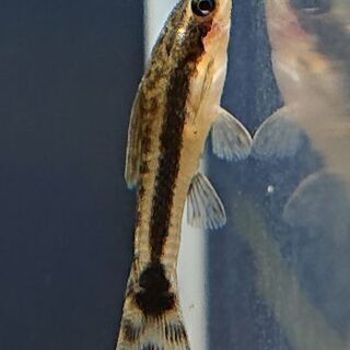 オトシンクルス (熱帯魚 アクアリウム 水草 レイアウト)の画像