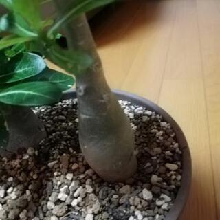 アデニウム　オスベム　天空の薔薇の画像