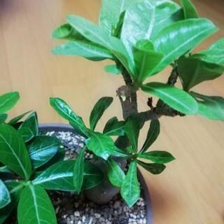 アデニウム　オスベム　天空の薔薇の画像