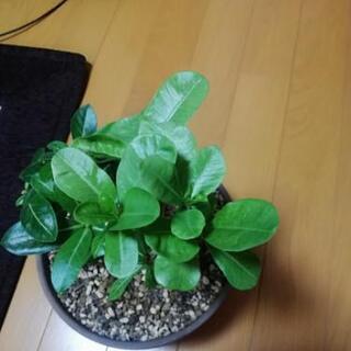 アデニウム　オスベム　天空の薔薇の画像